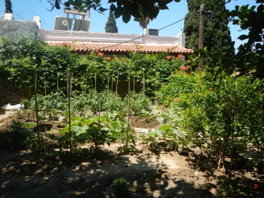 Lemon Tree House Ostello Mpatsi Esterno foto